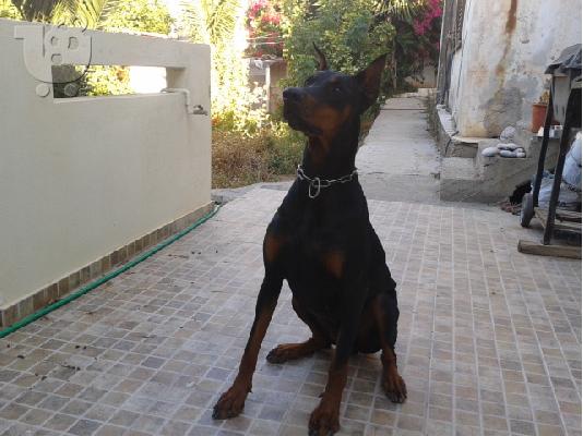 doberman 50 μερων